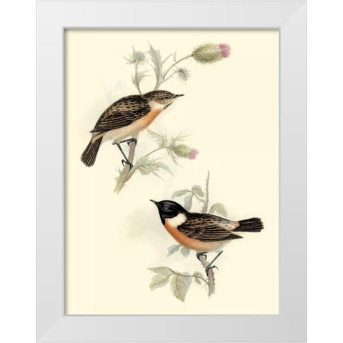 Goulds Stone-chat White Modern Wood Framed Art Print by Gould, John