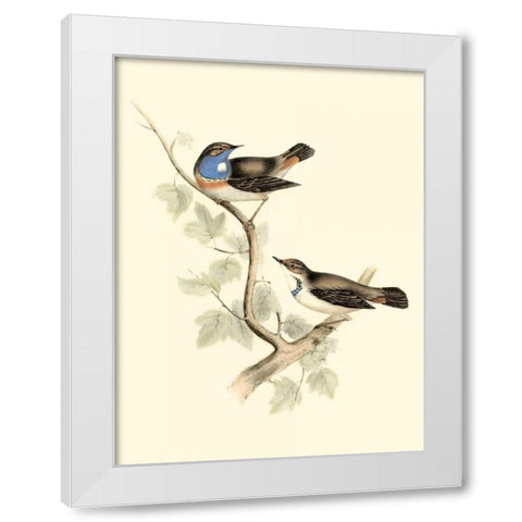 Goulds Blue-throated Warbler White Modern Wood Framed Art Print by Gould, John