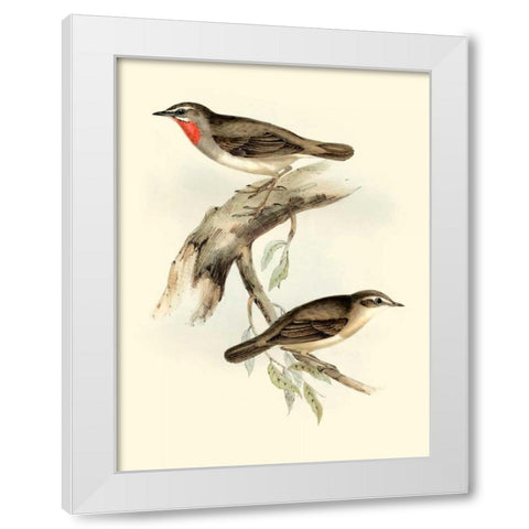 Goulds Gorget Warbler White Modern Wood Framed Art Print by Gould, John