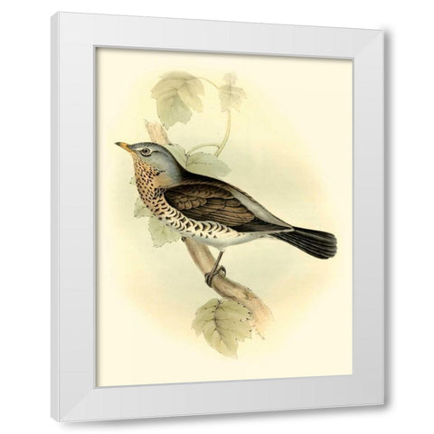 Goulds Fieldfare White Modern Wood Framed Art Print by Gould, John