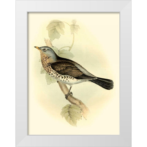 Goulds Fieldfare White Modern Wood Framed Art Print by Gould, John