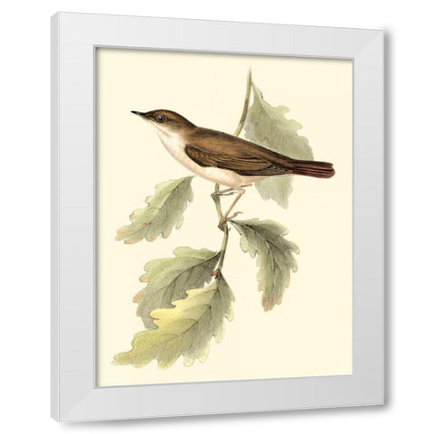 Goulds Nightingale White Modern Wood Framed Art Print by Gould, John