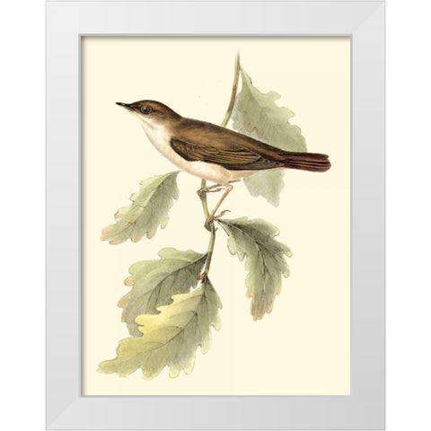 Goulds Nightingale White Modern Wood Framed Art Print by Gould, John