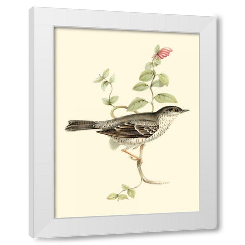 Goulds Barred Warbler White Modern Wood Framed Art Print by Gould, John