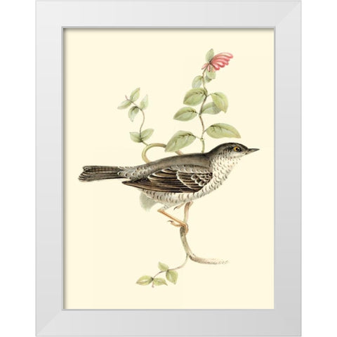Goulds Barred Warbler White Modern Wood Framed Art Print by Gould, John