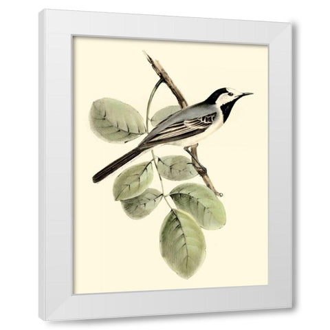 Goulds White Wagtail White Modern Wood Framed Art Print by Gould, John