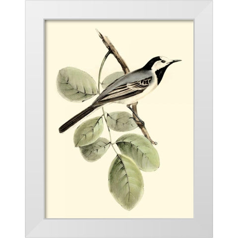 Goulds White Wagtail White Modern Wood Framed Art Print by Gould, John