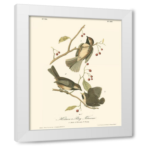 Hudsons Bay Titmouse White Modern Wood Framed Art Print by Audubon, John James