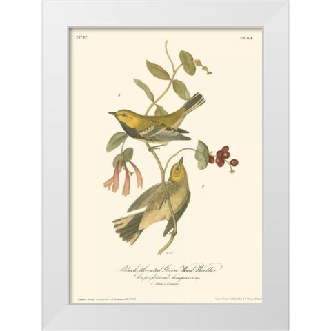 Black-throated Green Wood Warbler White Modern Wood Framed Art Print by Audubon, John James