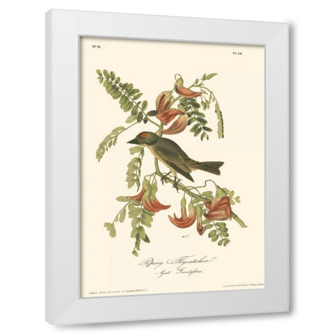 Pipiry Flycatcher White Modern Wood Framed Art Print by Audubon, John James