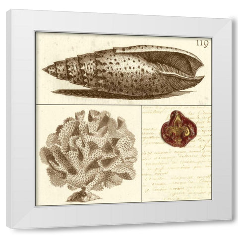 Shell Classification II White Modern Wood Framed Art Print by Vision Studio