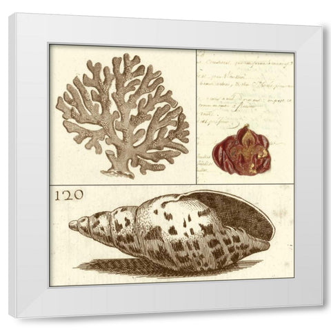 Shell Classification III White Modern Wood Framed Art Print by Vision Studio