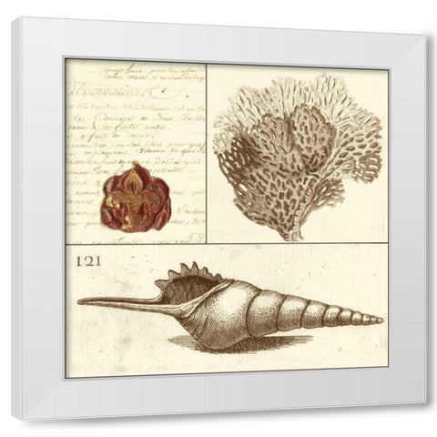 Shell Classification IV White Modern Wood Framed Art Print by Vision Studio