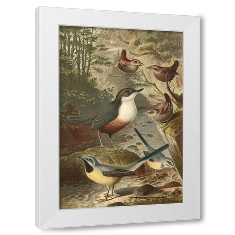 Wagtails and Wrens White Modern Wood Framed Art Print by unknown