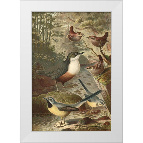 Wagtails and Wrens White Modern Wood Framed Art Print by unknown