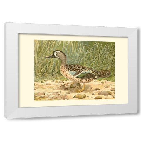 Blue-wing Teal White Modern Wood Framed Art Print by Ridgeway