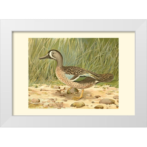 Blue-wing Teal White Modern Wood Framed Art Print by Ridgeway
