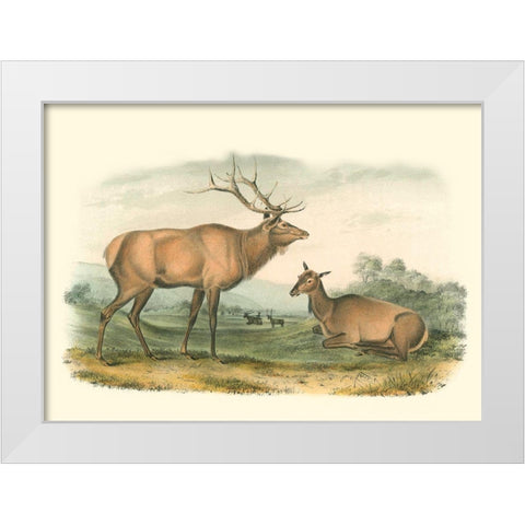 American Elk and Deer White Modern Wood Framed Art Print by Audubon, John James