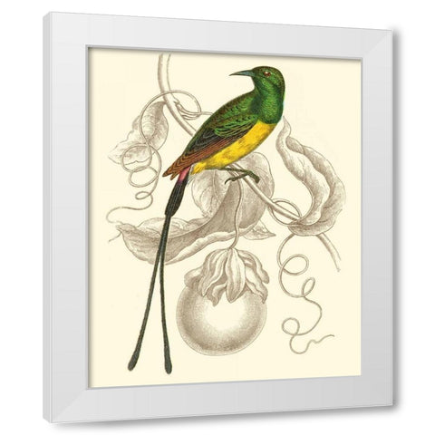 Jardine Hummingbird I White Modern Wood Framed Art Print by Jardine, Sir William