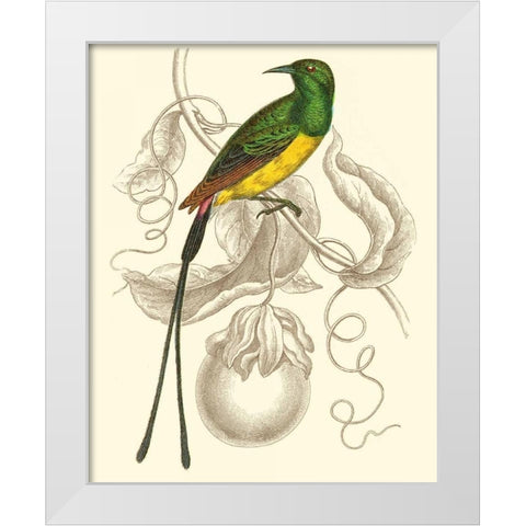 Jardine Hummingbird I White Modern Wood Framed Art Print by Jardine, Sir William