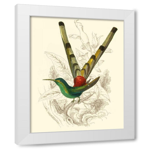 Jardine Hummingbird II White Modern Wood Framed Art Print by Jardine, Sir William