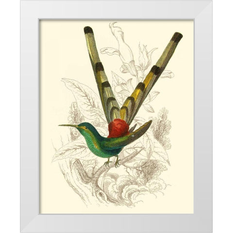 Jardine Hummingbird II White Modern Wood Framed Art Print by Jardine, Sir William