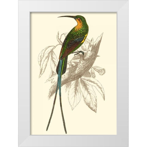 Jardine Hummingbird V White Modern Wood Framed Art Print by Jardine, Sir William