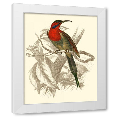 Jardine Hummingbird VI White Modern Wood Framed Art Print by Jardine, Sir William