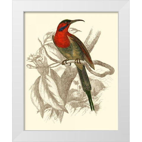 Jardine Hummingbird VI White Modern Wood Framed Art Print by Jardine, Sir William