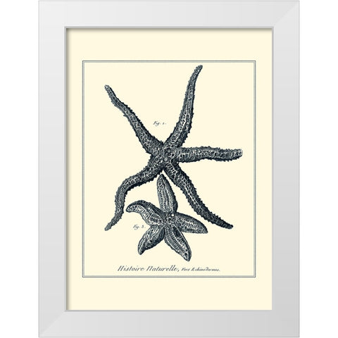 Indigo Starfish I White Modern Wood Framed Art Print by Diderot, Denis