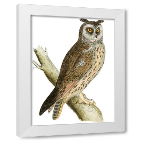 Morris Long Eared Owl White Modern Wood Framed Art Print by Morris