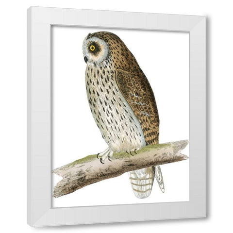 Morris Short Eared Owl White Modern Wood Framed Art Print by Morris