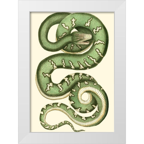 Vibrant Snake I White Modern Wood Framed Art Print by Nodder, Frederick P.