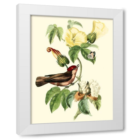 Cuvier Exotic Birds I White Modern Wood Framed Art Print by Cuvier, Georges