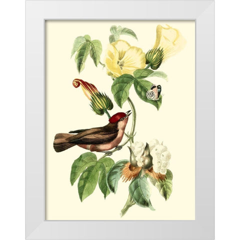 Cuvier Exotic Birds I White Modern Wood Framed Art Print by Cuvier, Georges