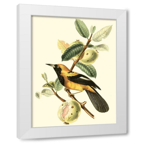 Cuvier Exotic Birds II White Modern Wood Framed Art Print by Cuvier, Georges