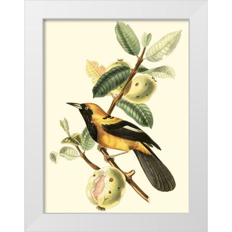 Cuvier Exotic Birds II White Modern Wood Framed Art Print by Cuvier, Georges