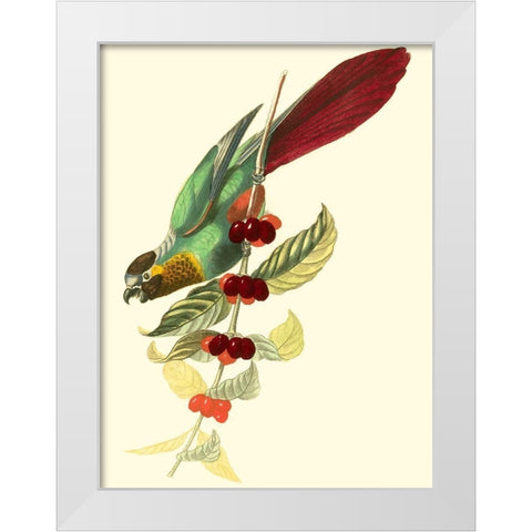 Cuvier Exotic Birds IV White Modern Wood Framed Art Print by Cuvier, Georges