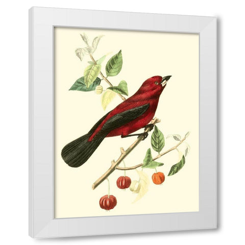 Cuvier Exotic Birds V White Modern Wood Framed Art Print by Cuvier, Georges