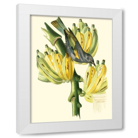 Cuvier Exotic Birds VII White Modern Wood Framed Art Print by Cuvier, Georges