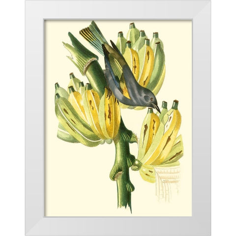 Cuvier Exotic Birds VII White Modern Wood Framed Art Print by Cuvier, Georges