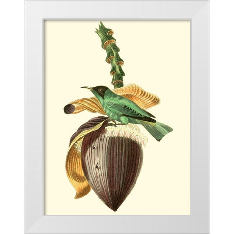 Cuvier Exotic Birds VIII White Modern Wood Framed Art Print by Cuvier, Georges