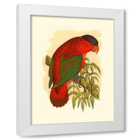 Purple-Capped Lory White Modern Wood Framed Art Print by Unknown