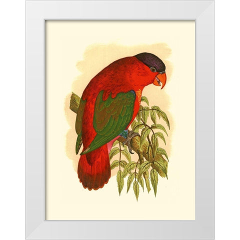 Purple-Capped Lory White Modern Wood Framed Art Print by Unknown