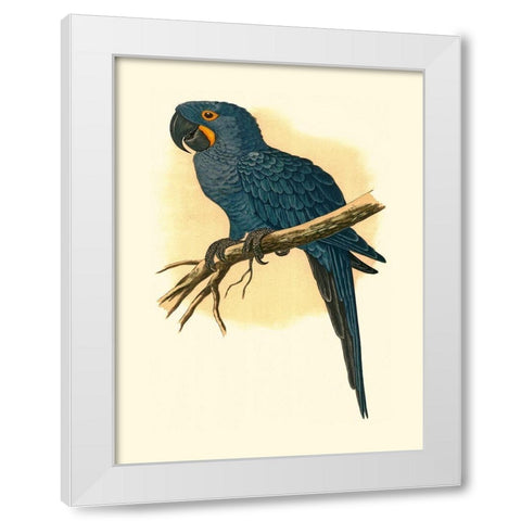 Hyacinthine Macaw White Modern Wood Framed Art Print by Unknown