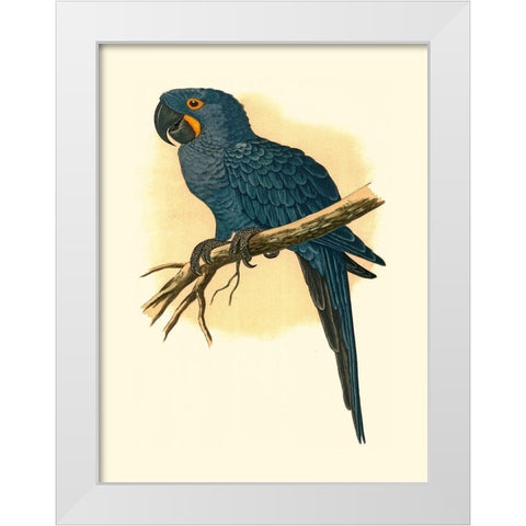 Hyacinthine Macaw White Modern Wood Framed Art Print by Unknown