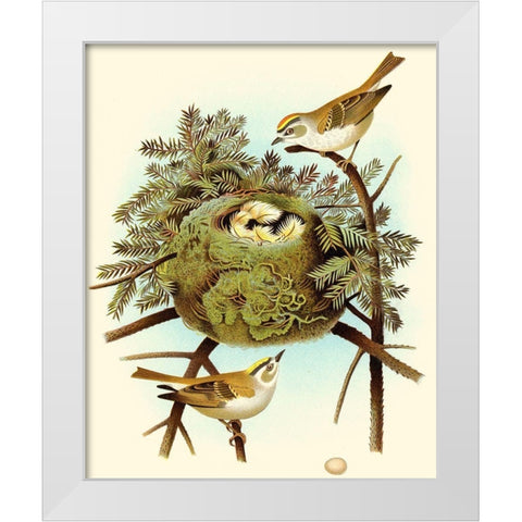 Feathering Nest III White Modern Wood Framed Art Print by Unknown