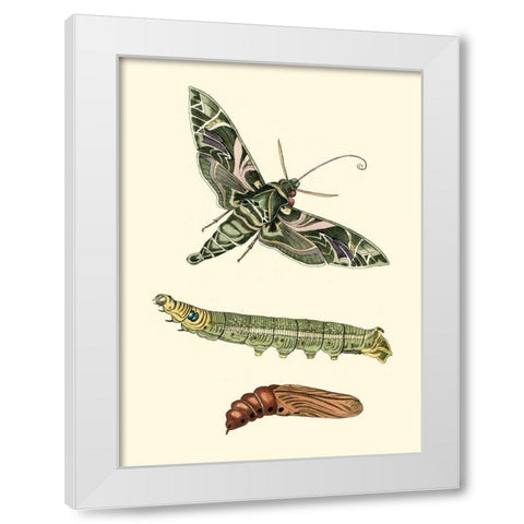 Butterfly Transformation I White Modern Wood Framed Art Print by Unknown