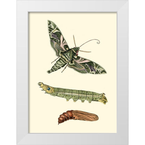 Butterfly Transformation I White Modern Wood Framed Art Print by Unknown