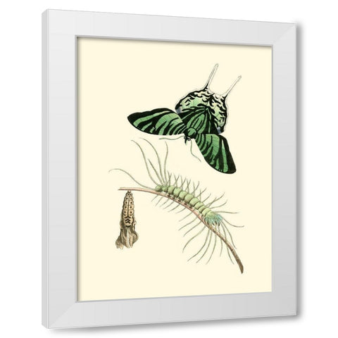 Butterfly Transformation II White Modern Wood Framed Art Print by Unknown